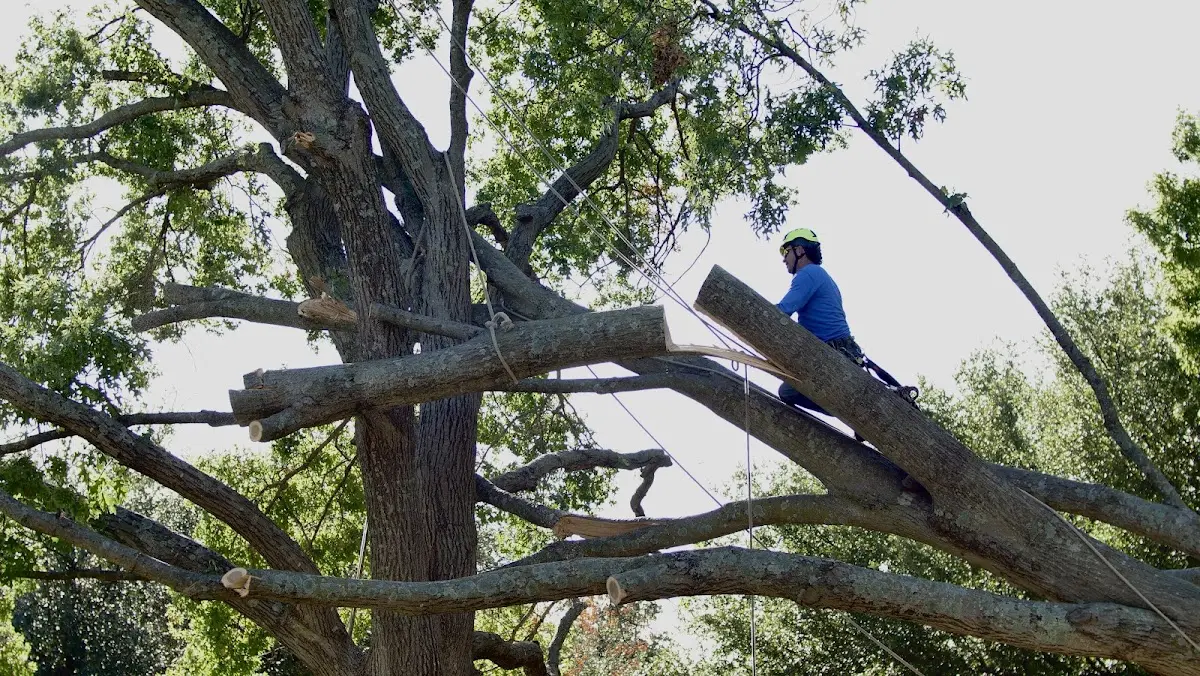 Professional Crown Thinning performed by certified arborists in Irrigon